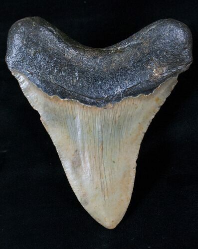 Megalodon Tooth - North Carolina #16314